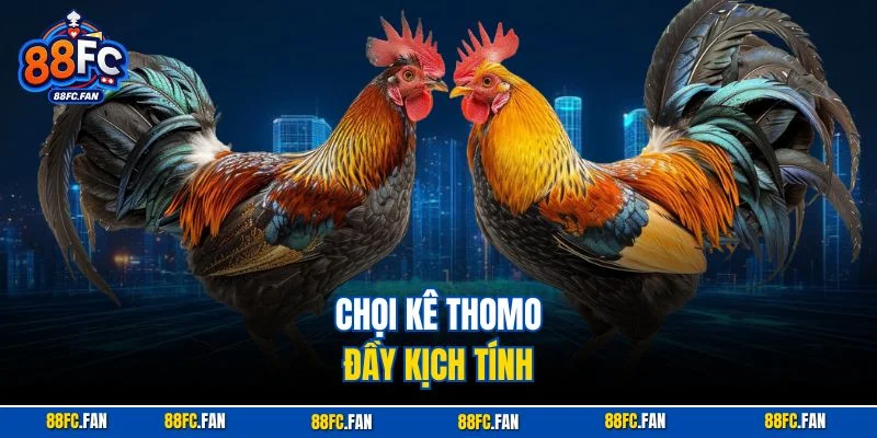 Chọi kê Thomo đầy kịch tính
